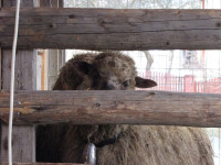 Powiększ zdjęcie